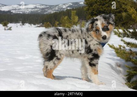 chiot berger australien debout dans la neige avec des arbres à feuilles persistantes et des montagnes en arrière-plan. Banque D'Images