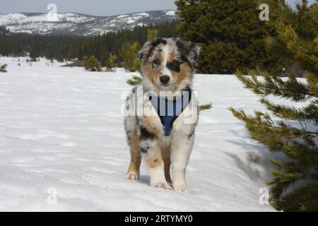 chiot berger australien debout dans la neige avec des arbres à feuilles persistantes et des montagnes en arrière-plan. Banque D'Images