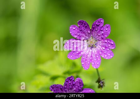 Macro shot d'un géranium de hérisson (Geranium pyrenaicum) en fleur Banque D'Images