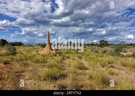 Termites sur une ferme au nord-est d'Omaruru, région d'Erongo, Namibie Banque D'Images