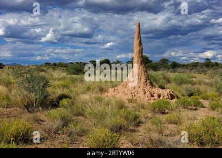 Termites sur une ferme au nord-est d'Omaruru, région d'Erongo, Namibie Banque D'Images