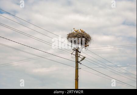 une famille de cigognes avec des poussins dans un nid sur un poteau de ligne électrique Banque D'Images