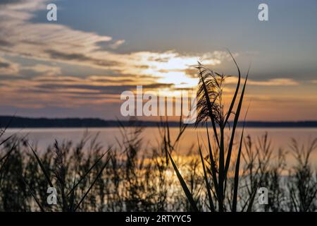 Sunrise soleil regardant à travers les rushes sur le lac blanc dans la région de Rivne, Ukraine. Banque D'Images