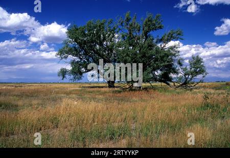 Arbre en vallée, Monte Vista National Wildlife Refuge, Colorado Banque D'Images