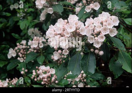 Mountain Kalmia latifolia), Sleeping Giant State Park, New York Banque D'Images