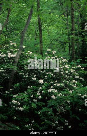 Mountain Kalmia latifolia), Sleeping Giant State Park, New York Banque D'Images