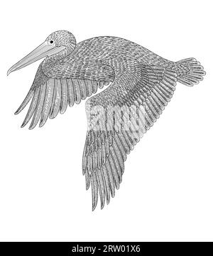 Oiseau Pelican volant sur le ciel, gravure vintage dessin style vecteur illlustation Illustration de Vecteur