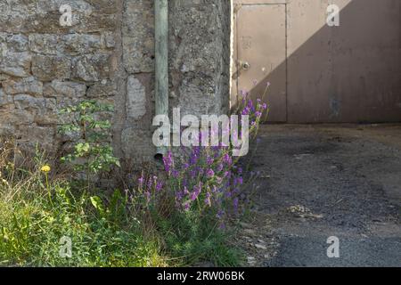 Vieux tuyau de drainage vert attaché à un mur avec des fleurs sauvages violettes et le feuillage poussant à proximité Banque D'Images