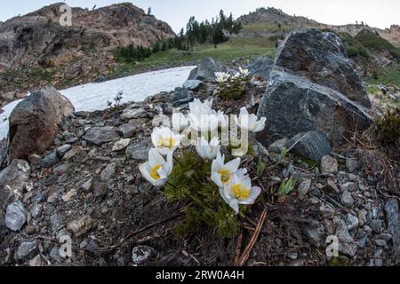 Anémone occidentalis, la pasqueflower blanche ou occidentale pousse après la fonte des neiges dans la nature sauvage des Trinity alps, en Californie du Nord, aux États-Unis. Banque D'Images