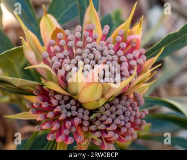 Fleurs Waratah floraison en Australie , Telopea hybride "Essie's Gift" , feuilles jaune rose et verte, jardin australien Banque D'Images