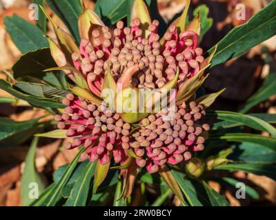 Fleurs Waratah floraison en Australie , Telopea hybride "Essie's Gift" , feuilles jaune rose et verte, jardin australien Banque D'Images