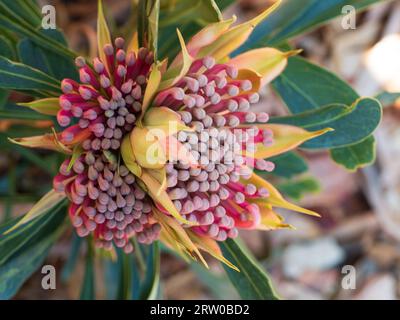 Fleurs Waratah floraison en Australie , Telopea hybride "Essie's Gift" , feuilles jaune rose et verte, jardin australien Banque D'Images