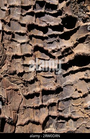 Arbre Arbre de moisissures dans la zone des moules, des cratères de la Lune National Monument, Colorado Banque D'Images