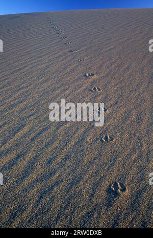 Dunes, parc national de Bruneau Dunes, réserve nationale de conservation des oiseaux de la rivière Snake, Idaho Banque D'Images