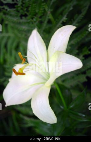 Aménagement paysager, belles et grandes fleurs odorantes lumière, jaune, lys blancs poussant dans le jardin de la maison en été. Banque D'Images