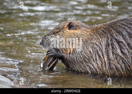 Un nutria (Myocastor coypus) s'ouvre et mange une moule d'eau douce dans un parc public de Buenos Aires, en Argentine Banque D'Images