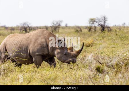 Rhinocéros blanc (Ceratotherium simum), parc national d'Etosha, Namibie Banque D'Images