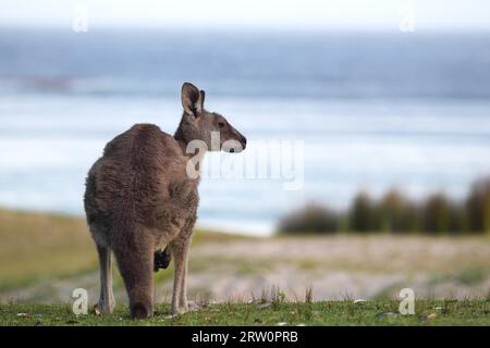 Kangourou gris oriental (Macropus giganteus) dans la lumière du soir à Pebbly Beach, parc national de Murramarang, Australie Banque D'Images