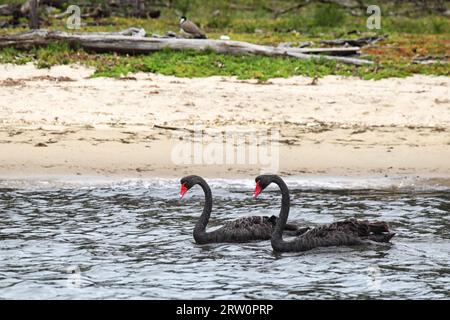 Cygnes noirs (Cygnus atratus) nageant en eau peu profonde sur la rive du lac King à Lakes Entrance, Victoria, Australie Banque D'Images