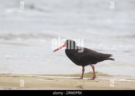 Oystercatcher (Haematopus fuliginosus) sur la rive du lac King à Lakes Entrance, Victoria, Australie Banque D'Images