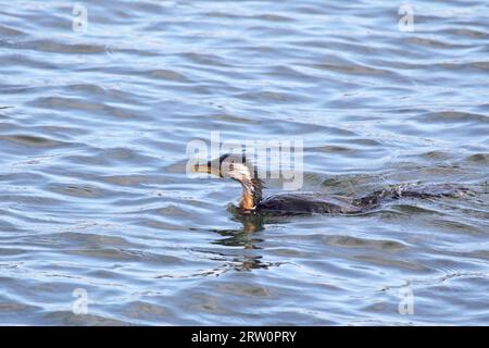 Petit cormoran à pied (Microcarbo melanoleucos) nageant dans l'eau sur la rive du lac King à Lakes Entrance, Victoria, Australie Banque D'Images