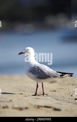 Mouette argentée (Larus novaehollandiae) sur la plage de la rivière Clyde à Batemans Bay, Australie Banque D'Images