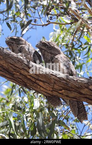 Deux mouches Tawny (Podargus strigoides) bien camouflées reposant sur une branche d'arbre sur l'île Raymond dans le lac King, Victoria, Australie. Deux Tawny Banque D'Images