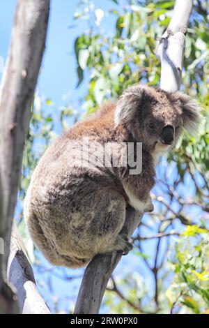 Un koala (Phascolarctos cinereus) grimpe sur un eucalyptus sur l'île Raymond dans le lac King, Victoria, Australie Banque D'Images