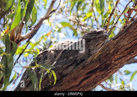 Deux mouches Tawny (Podargus strigoides) bien camouflées reposant sur une branche d'arbre sur l'île Raymond dans le lac King, Victoria, Australie. Deux Tawny Banque D'Images