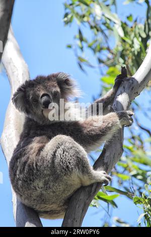 Un koala (Phascolarctos cinereus) grimpe sur un eucalyptus sur l'île Raymond dans le lac King, Victoria, Australie Banque D'Images