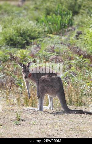 Kangourou gris (Macropus giganteus) dans le parc national du promontoire Wilsons, Victoria, Australie, les kangourous dans le promontoire national de Wilsons Banque D'Images