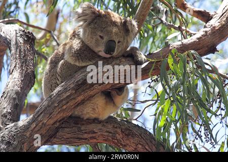 Un koala (Phascolarctos cinereus) repose sur un eucalyptus sur l'île Raymond dans le lac King, Victoria, Australie Banque D'Images