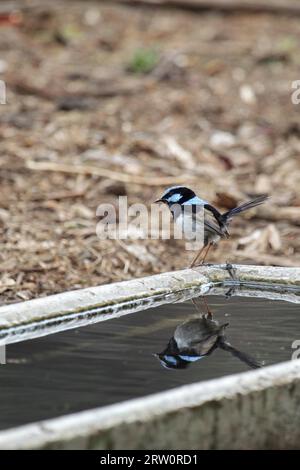 Un mâle superbe fée (Malurus cyaneus) se trouve à un point d'eau dans la réserve naturelle de Tower Hill près de Warrnambool, Victoria, Australie. Mâle magnifique Banque D'Images