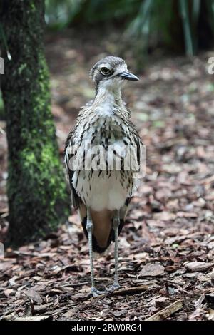 Le courlis de pierre de brousse (Burhinus grallarius) assis sur le sol dans le Queensland, en Australie Banque D'Images