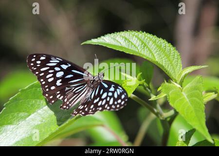 Tigre bleu (Tirumala hamata) dans le parc national de Mapleton Falls, Queensland, Australie Banque D'Images