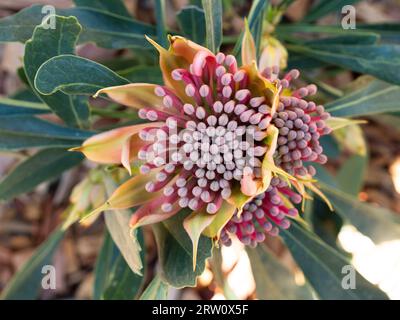 Fleurs Waratah floraison en Australie , Telopea hybride "Essie's Gift" , feuilles jaune rose et verte, jardin australien Banque D'Images