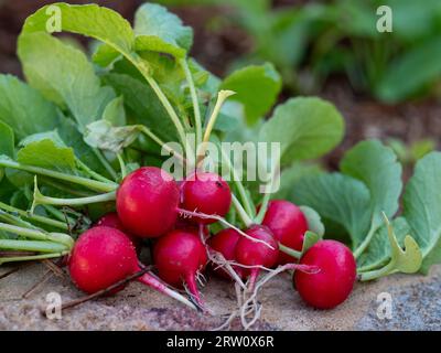 Récolté, un bouquet de Cherry Belle Radiishes rouges avec des sommets verts feuillus, la nourriture tirée frais du sol du potager potager Banque D'Images