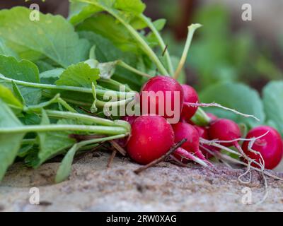 Un bouquet de Cherry Belle Radiishes rouges avec des sommets verts feuillus, récolte tirée frais du sol de jardin de légumes dans lequel ils poussaient Banque D'Images