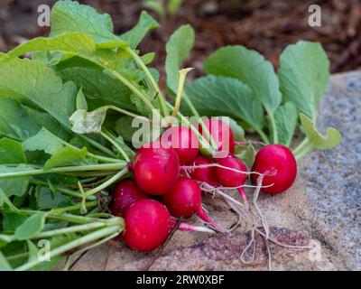 Récolté, un bouquet de Cherry Belle Radiishes rouges avec des sommets verts feuillus, récolte tirée frais du sol de jardin de légumes dans lequel ils poussaient Banque D'Images