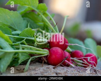 Un bouquet de Cherry Belle Radiishes rouges avec des sommets verts feuillus, récolte tirée frais du sol de jardin de légumes dans lequel ils poussaient Banque D'Images