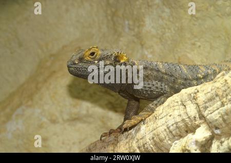 Gros plan détaillé sur un agama Roughtail Rock coloré et sain, Laudakia Stellio dans un terrarium dans le commerce des animaux de compagnie Banque D'Images