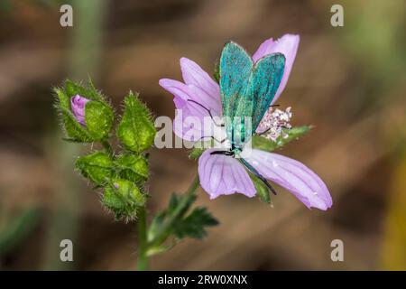 Gree Forester au repos, Gree Forester est assis sur la fleur Banque D'Images