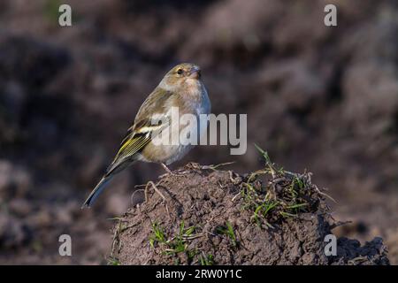 Un chaffinch à la recherche de nourriture, Un chaffinch commun est à la recherche de fourrage Banque D'Images