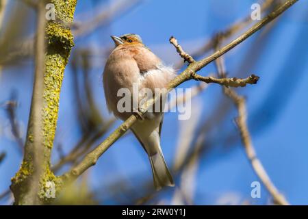 Un chaffinch à la recherche de nourriture, Un chaffinch commun est à la recherche de fourrage Banque D'Images