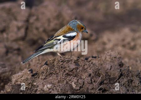 Un chaffinch à la recherche de nourriture, Un chaffinch commun est à la recherche de fourrage Banque D'Images