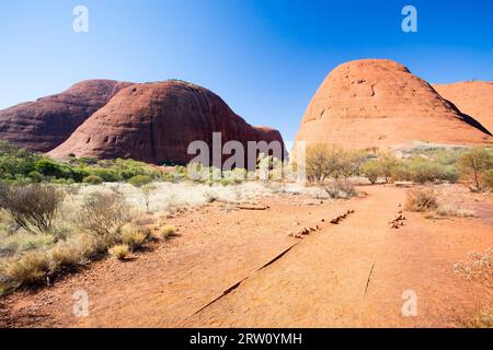 Les Olgas près de la Vallée des vents à pied dans le Territoire du Nord, Australie Banque D'Images