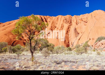 Le rocher d'Uluru est entouré de végétation environnante lors d'une matinée d'hiver claire dans le territoire du Nord, en Australie Banque D'Images