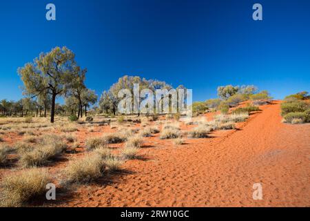 Paysage de l'Outback et sable rouge près de Kings Canyon dans le territoire du Nord, Australie Banque D'Images