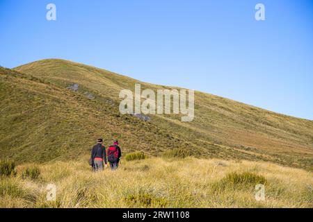 Parc national de Kahurangi, Nouvelle-Zélande, 15 mars 2015 : randonnée dans le parc national de Kahurangi où se trouve le mont Owen Banque D'Images