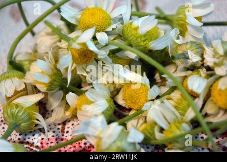 Fraîchement cueillies, froissées dans les mains de vraies fleurs de rue, petite camomille médicinale blanche, inflorescences de camomille situées sur la table. Banque D'Images